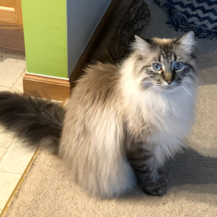 Lifelong Cat Mom To Care For Your Baby