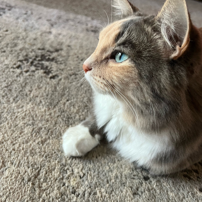 Lifelong Cat Mom To Care For Your Baby