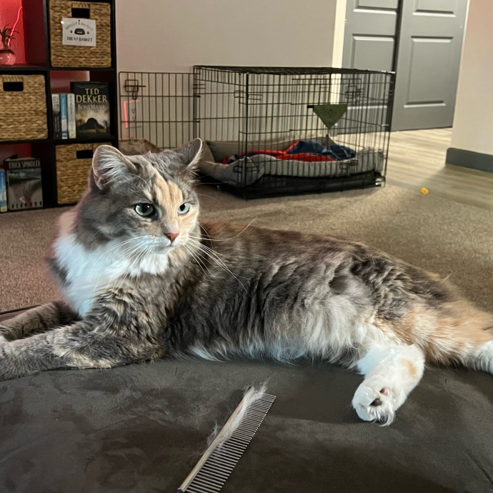 Lifelong Cat Mom To Care For Your Baby