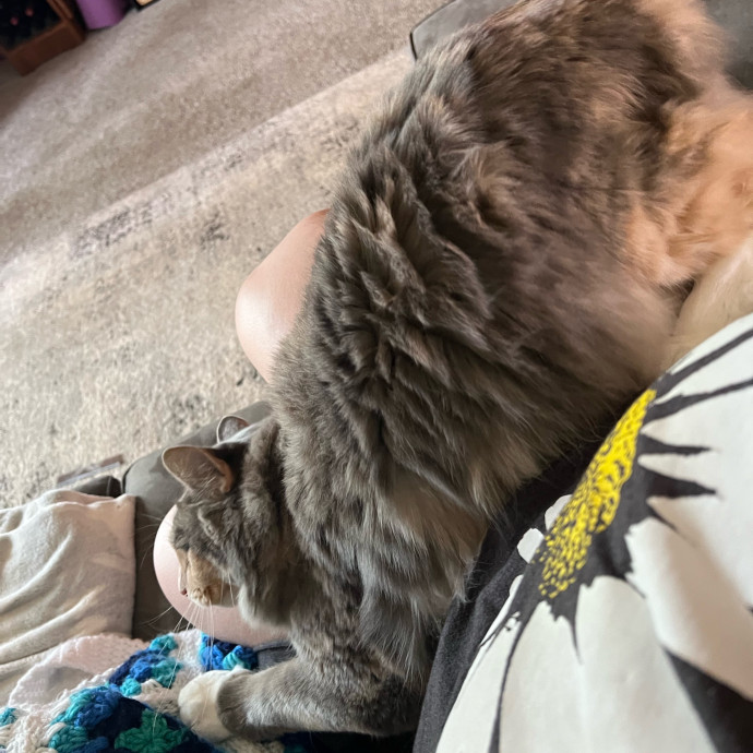 Lifelong Cat Mom To Care For Your Baby