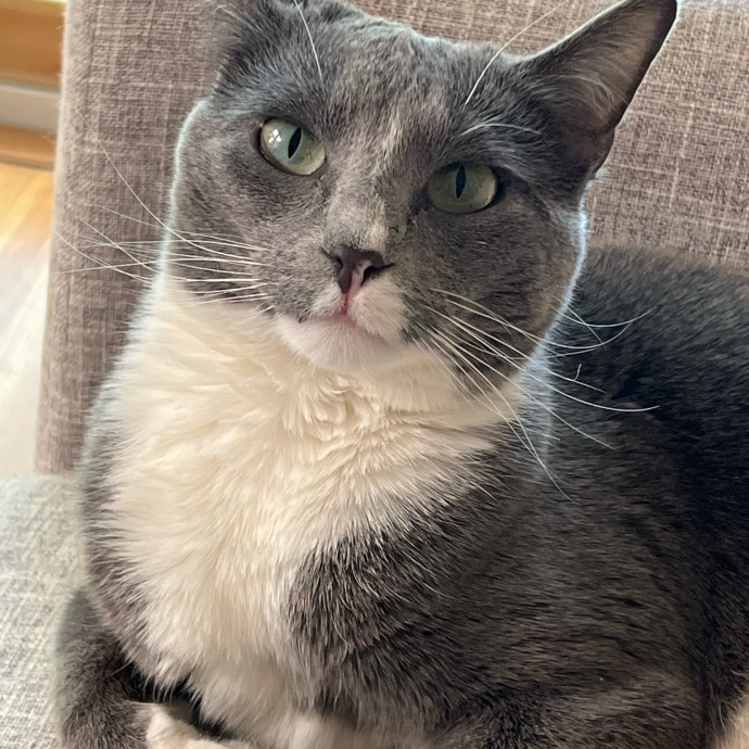 Lifelong Cat Mom To Care For Your Baby