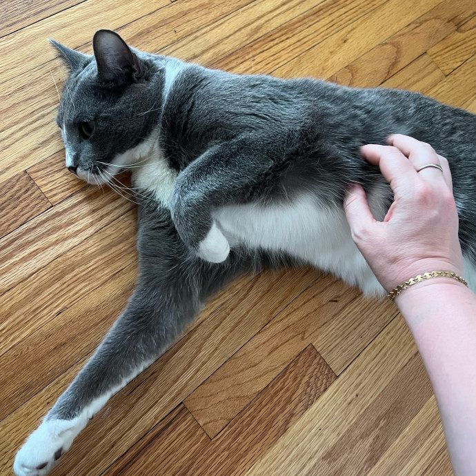 Lifelong Cat Mom To Care For Your Baby