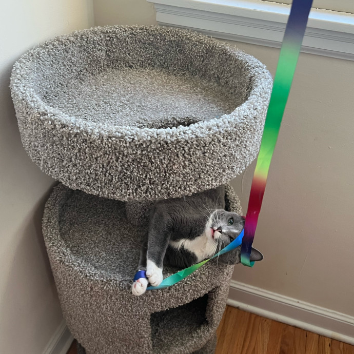 Lifelong Cat Mom To Care For Your Baby