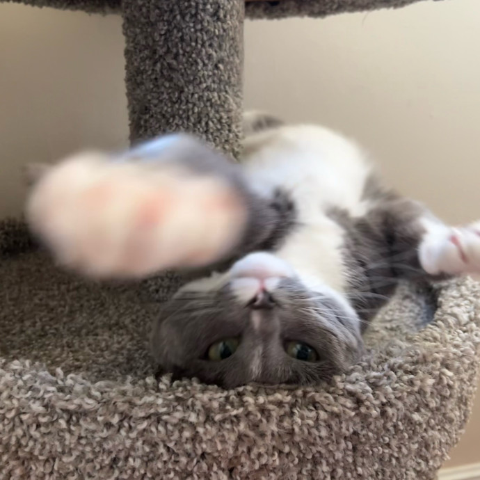 Lifelong Cat Mom To Care For Your Baby