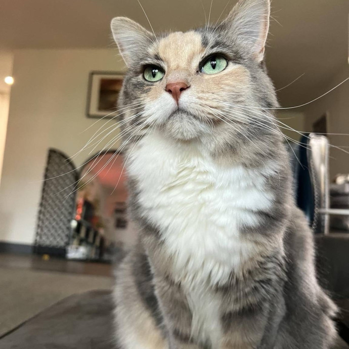 Lifelong Cat Mom To Care For Your Baby