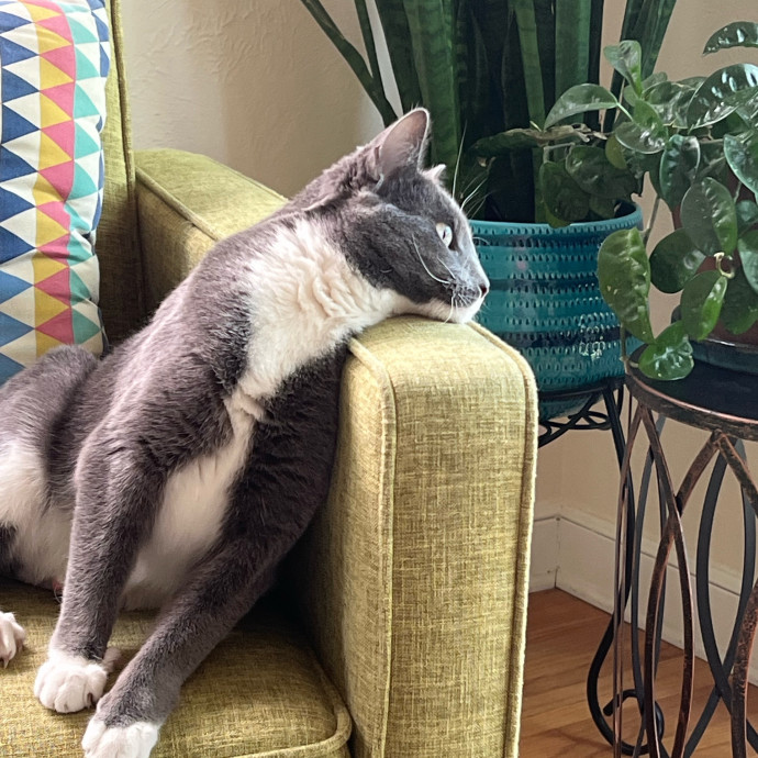 Lifelong Cat Mom To Care For Your Baby