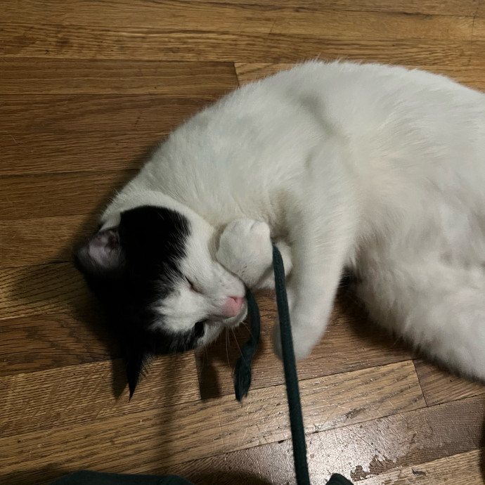 Lifelong Cat Mom To Care For Your Baby