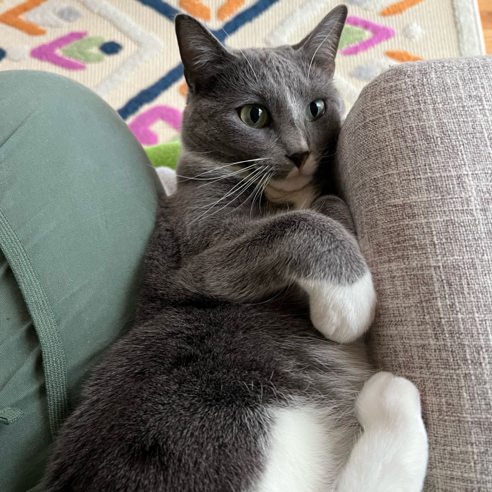 Lifelong Cat Mom To Care For Your Baby