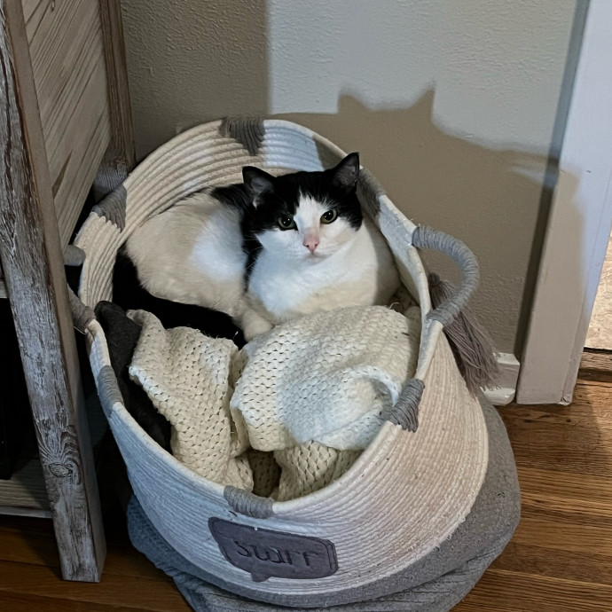Lifelong Cat Mom To Care For Your Baby