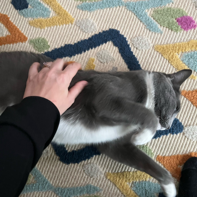 Lifelong Cat Mom To Care For Your Baby