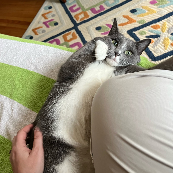 Lifelong Cat Mom To Care For Your Baby