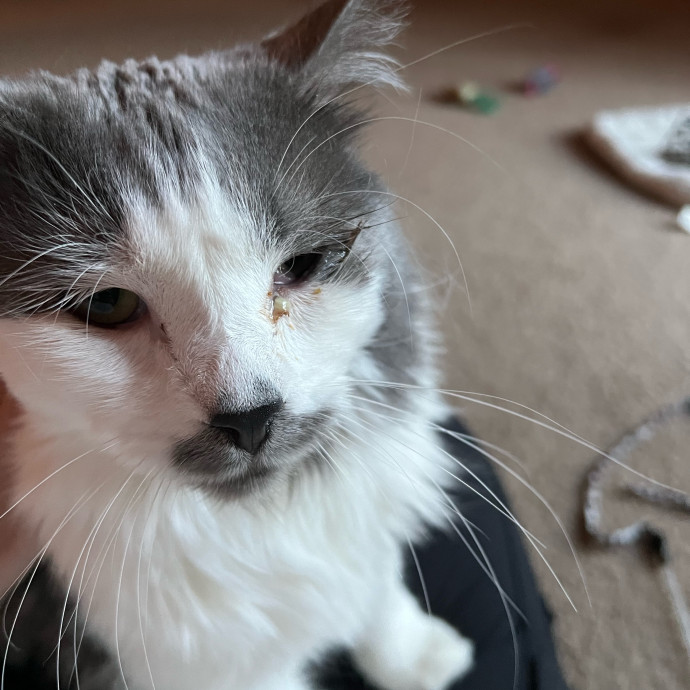 Lifelong Cat Mom To Care For Your Baby
