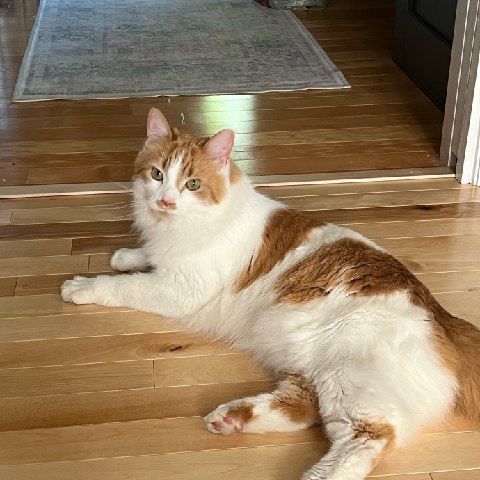 Lifelong Cat Mom To Care For Your Baby