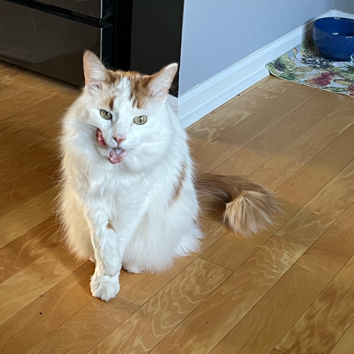 Lifelong Cat Mom To Care For Your Baby
