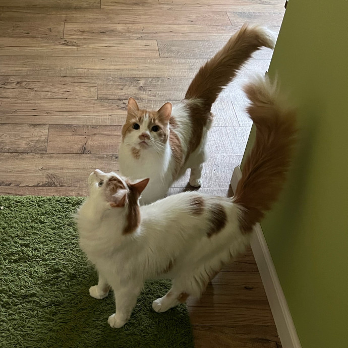 Lifelong Cat Mom To Care For Your Baby