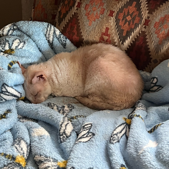 Lifelong Cat Mom To Care For Your Baby