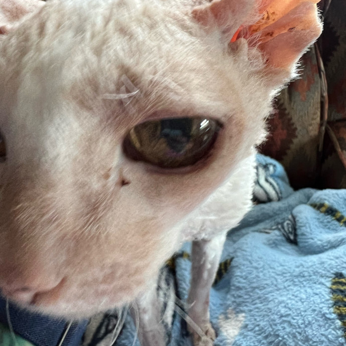 Lifelong Cat Mom To Care For Your Baby