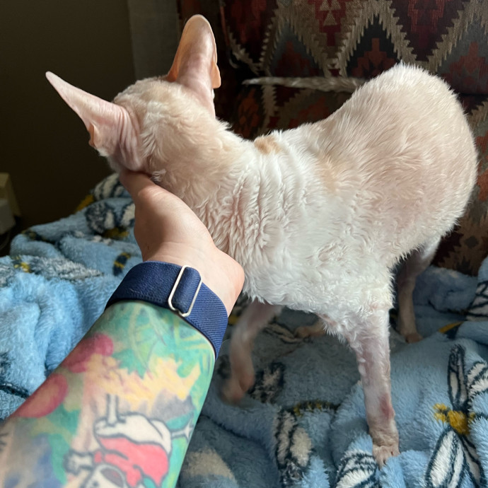 Lifelong Cat Mom To Care For Your Baby