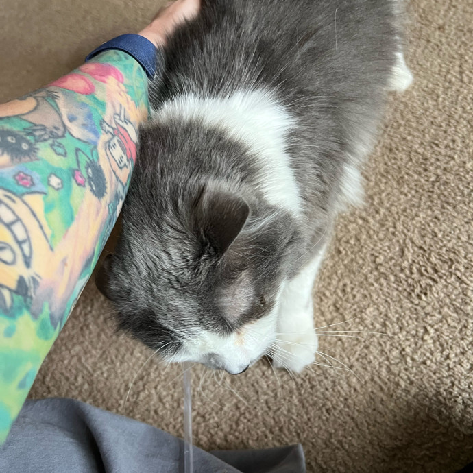 Lifelong Cat Mom To Care For Your Baby