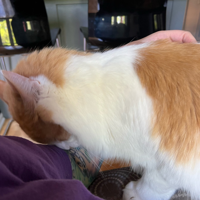 Lifelong Cat Mom To Care For Your Baby