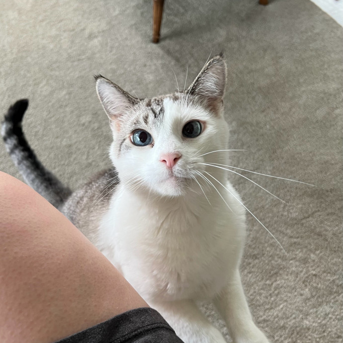 Lifelong Cat Mom To Care For Your Baby