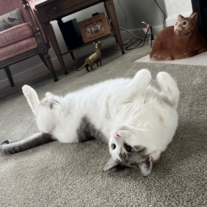 Lifelong Cat Mom To Care For Your Baby