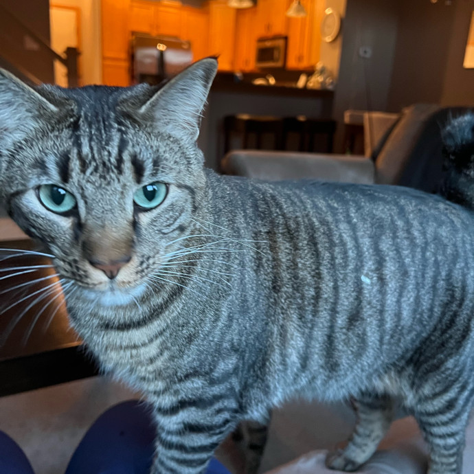 Lifelong Cat Mom To Care For Your Baby