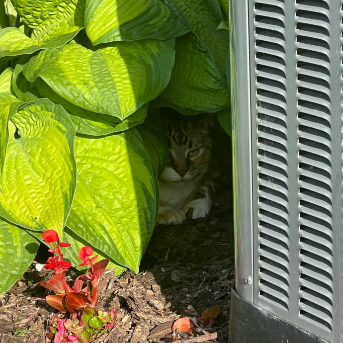 Lifelong Cat Mom To Care For Your Baby