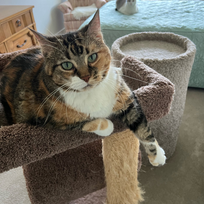 Lifelong Cat Mom To Care For Your Baby