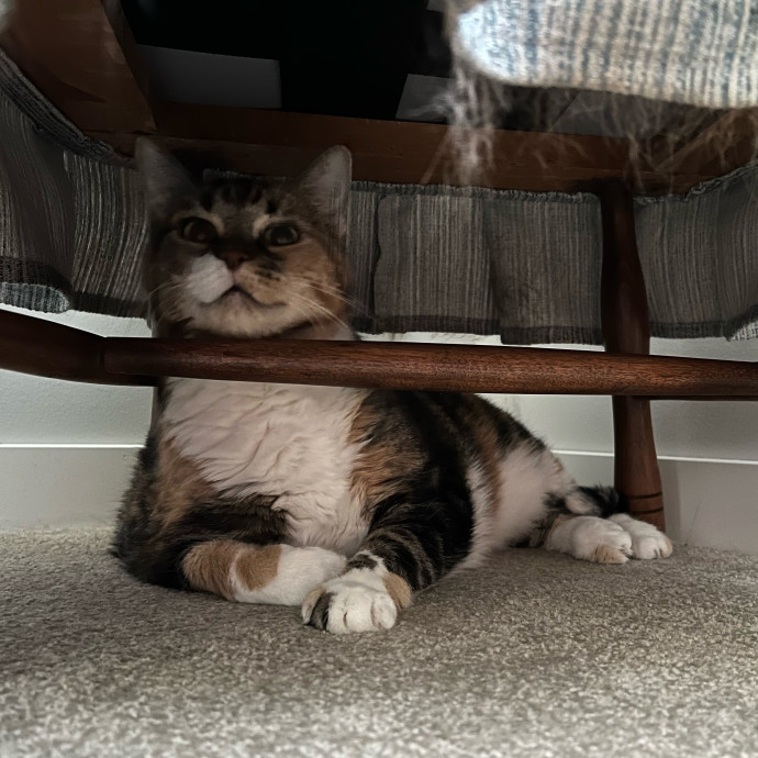 Lifelong Cat Mom To Care For Your Baby