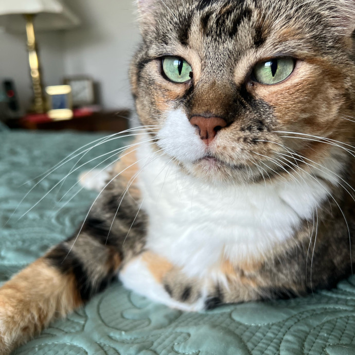 Lifelong Cat Mom To Care For Your Baby