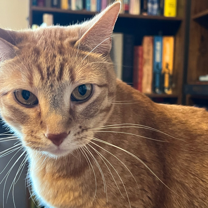Lifelong Cat Mom To Care For Your Baby