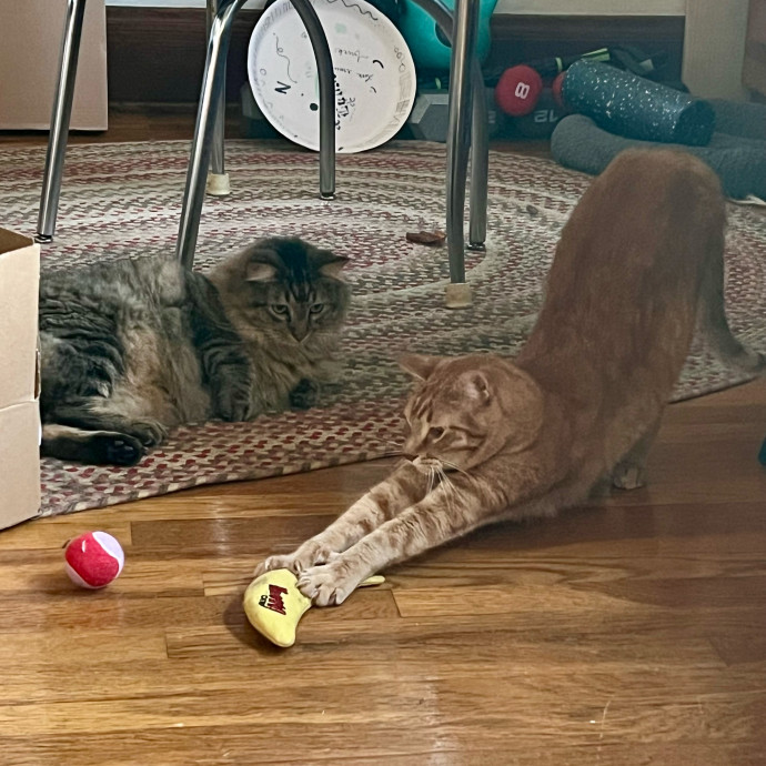 Lifelong Cat Mom To Care For Your Baby