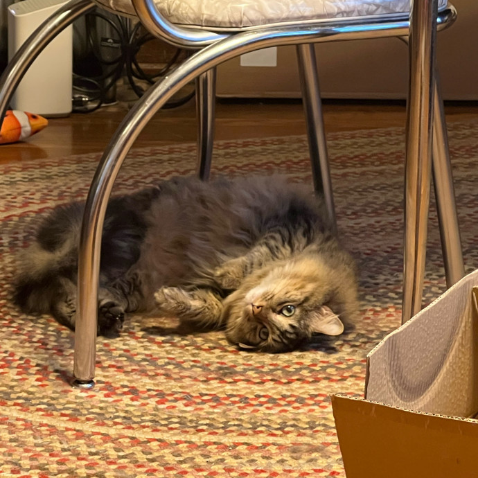 Lifelong Cat Mom To Care For Your Baby