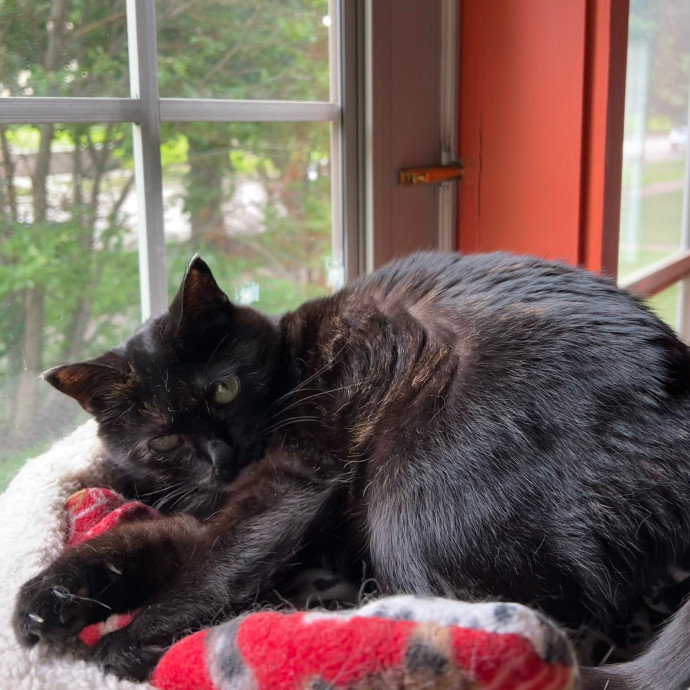Lifelong Cat Mom To Care For Your Baby