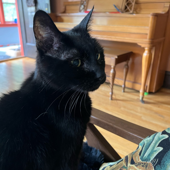 Lifelong Cat Mom To Care For Your Baby