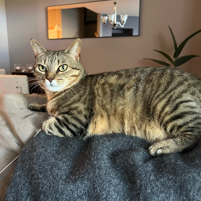 Lifelong Cat Mom To Care For Your Baby