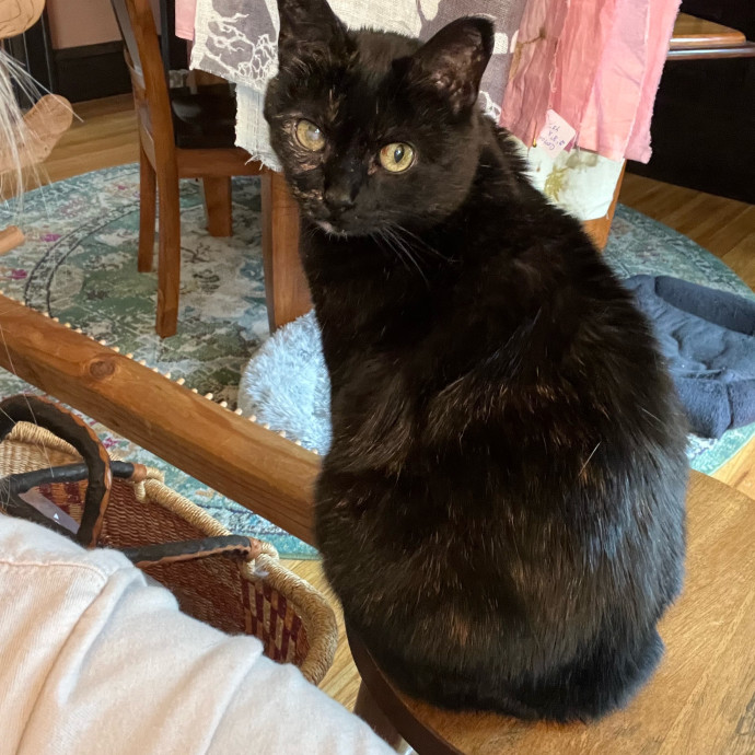 Lifelong Cat Mom To Care For Your Baby