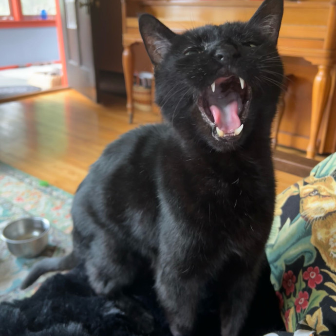 Lifelong Cat Mom To Care For Your Baby