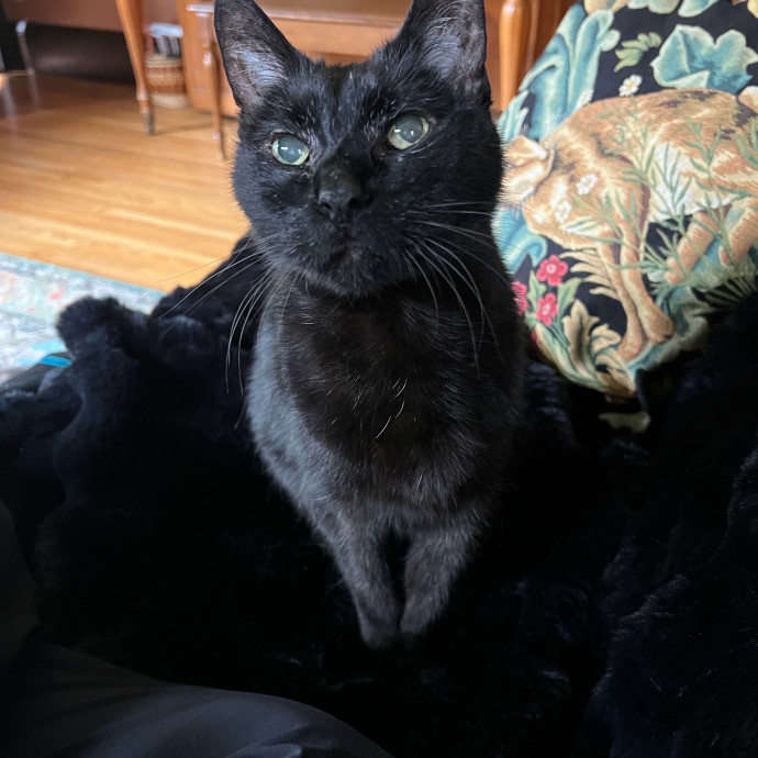 Lifelong Cat Mom To Care For Your Baby