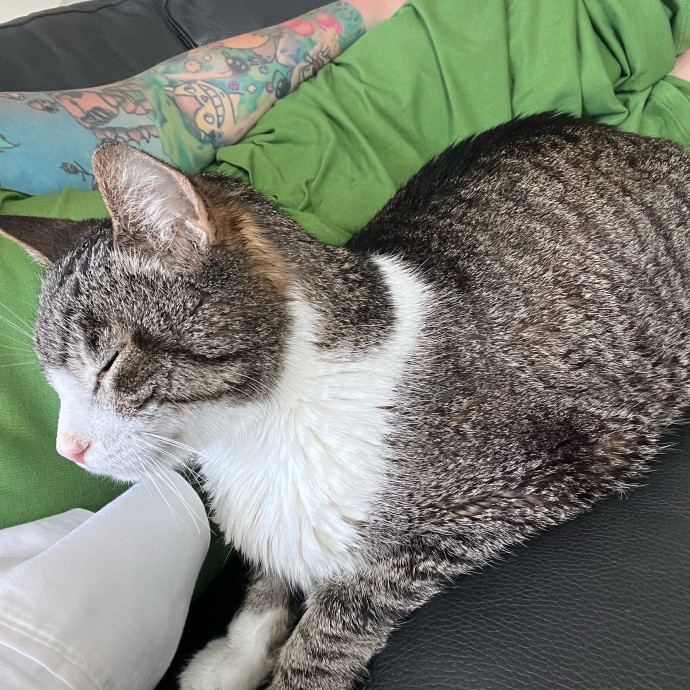 Lifelong Cat Mom To Care For Your Baby