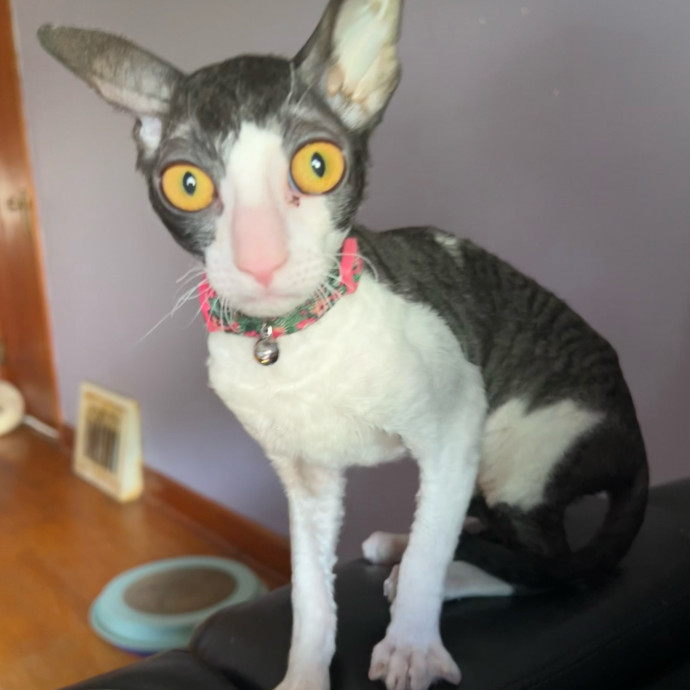 Lifelong Cat Mom To Care For Your Baby