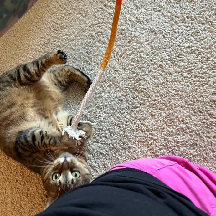Lifelong Cat Mom To Care For Your Baby