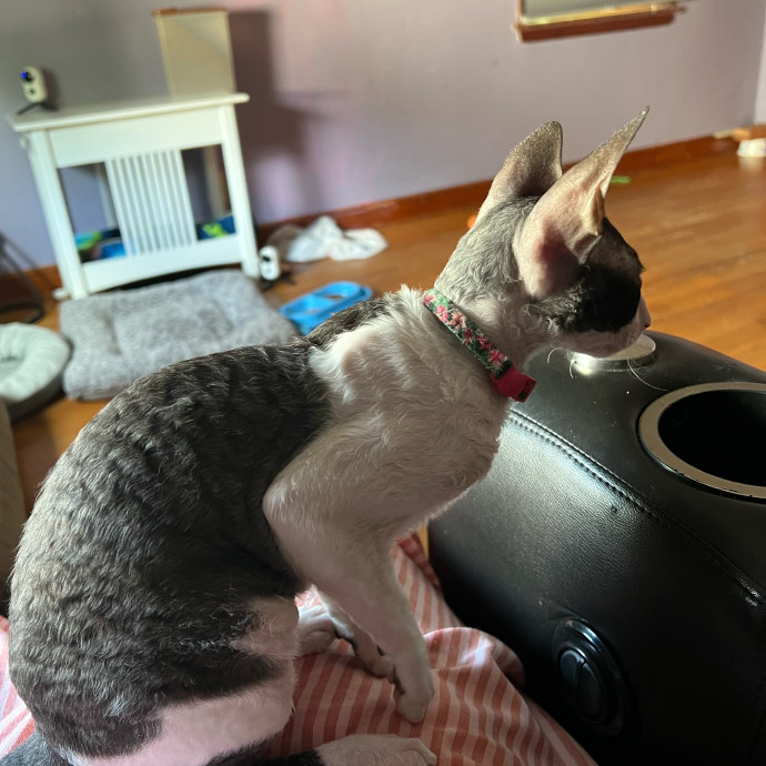 Lifelong Cat Mom To Care For Your Baby