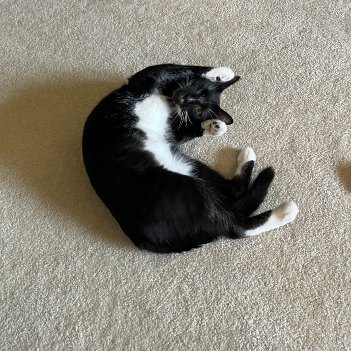 Lifelong Cat Mom To Care For Your Baby