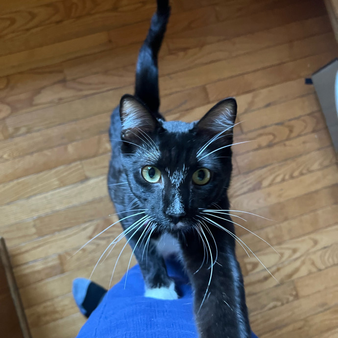 Lifelong Cat Mom To Care For Your Baby