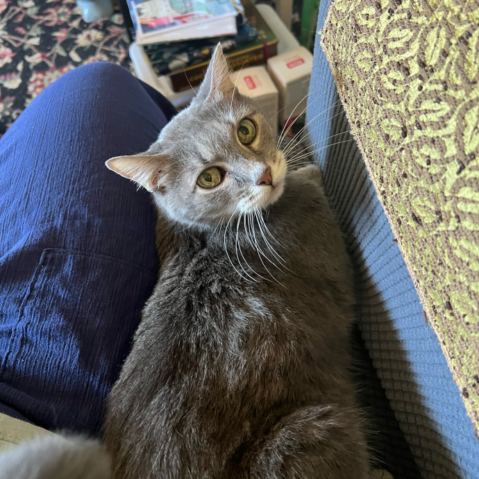 Lifelong Cat Mom To Care For Your Baby