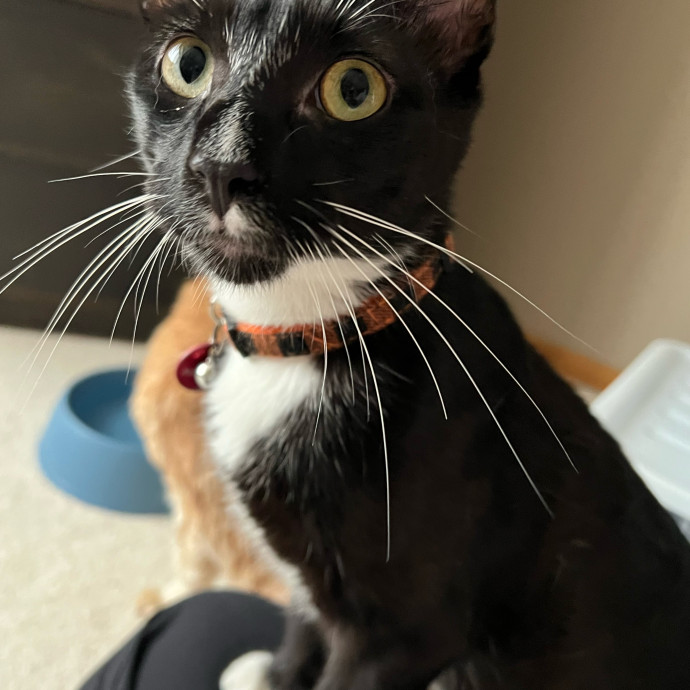 Lifelong Cat Mom To Care For Your Baby