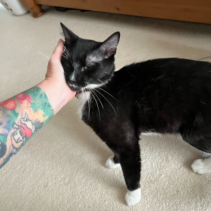 Lifelong Cat Mom To Care For Your Baby