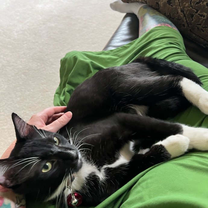 Lifelong Cat Mom To Care For Your Baby